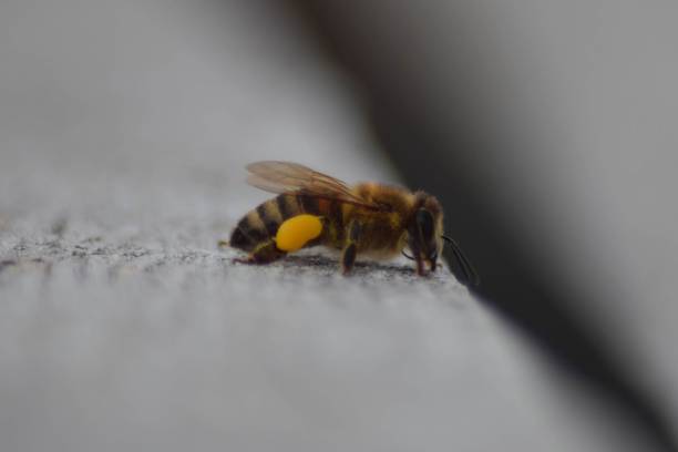 istock Selective focus shot of a bee on white background 1439773083