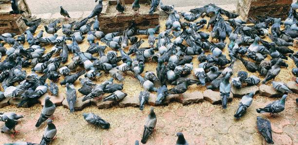 flock of a stock doves eating seeds - sesame plant africa agriculture imagens e fotografias de stock