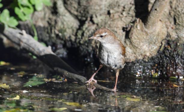 istock Cettis warbler Cettia cetti, Malta, Mediterranean 1439773373