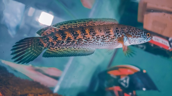 Fishes in big aquarium