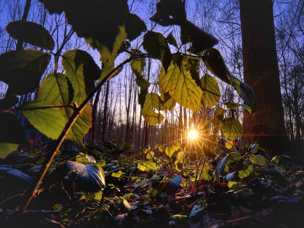 A beautiful shot of sunlight shining in the forest