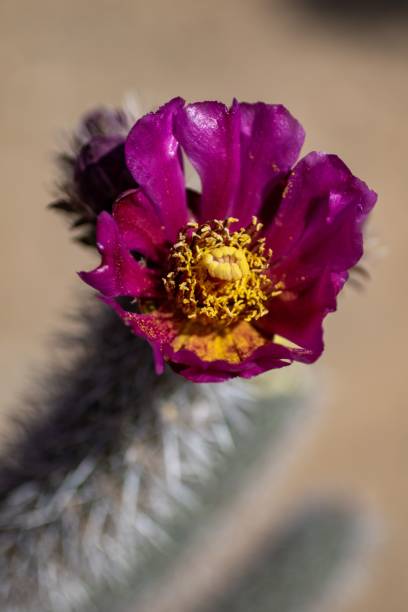 istock Cacti Blooms in New Mexico 1439774603