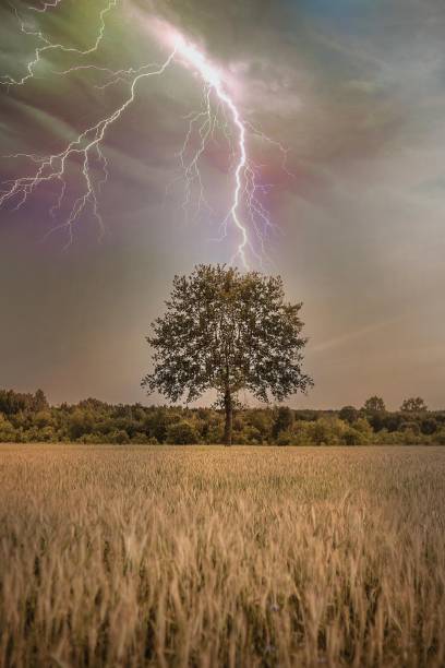 istock Vertical shot of a single tree in a wheat field under a dark stormy sky with lightning 1439774646