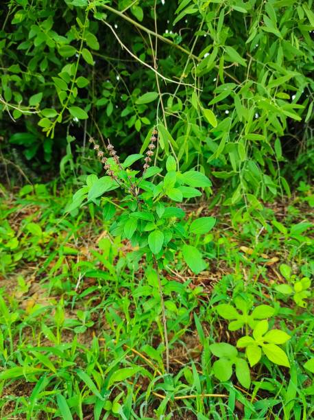 istock Closeup Shot Of Common Basil Ayurvedic Medicinal 1439775032