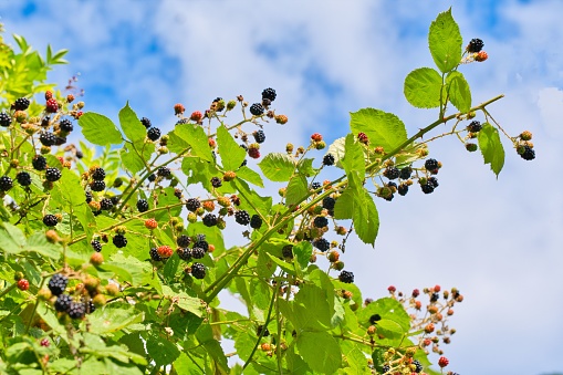 Blackberry bush, wild bush, ripe blackberries, blue cloudy sky