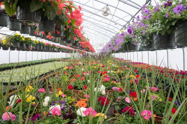 istock Greenhouse Flowers 1439775074