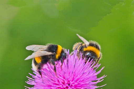 two busy bees on a thistle collecting nectar, high quality macro shot