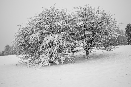Tree covered in snow on a field