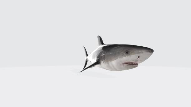 istock 3D rendering of a great white shark isolated on a white background 1439775391