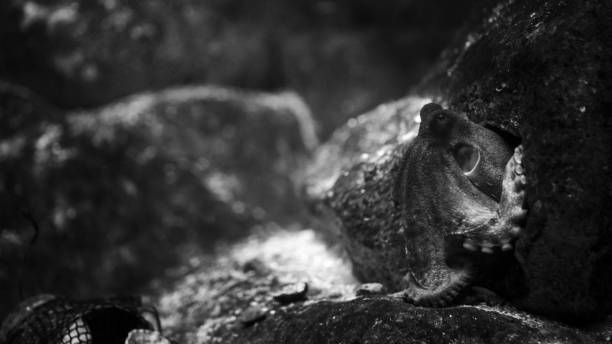 istock Grayscale of an octopus underwater 1439775424