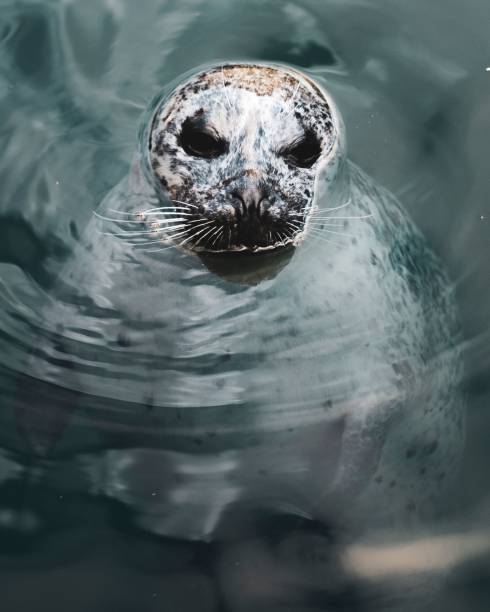 istock Harbor Seal in water 1439775575