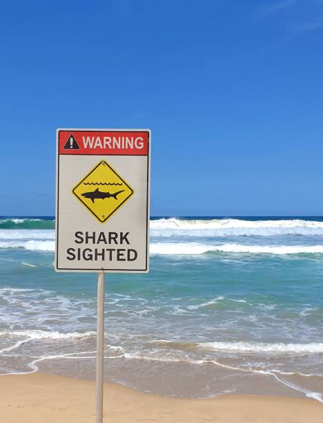 istock shark sighted,safety sign on beach against clear blue sky 1439775592