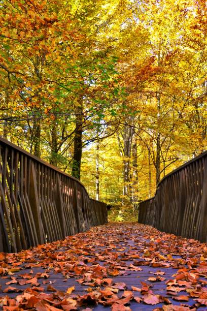 istock Vertical shot of a bridge in autumn forest 1439775595