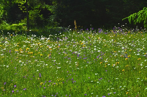 Lots and lots of daisies in a summer meadow