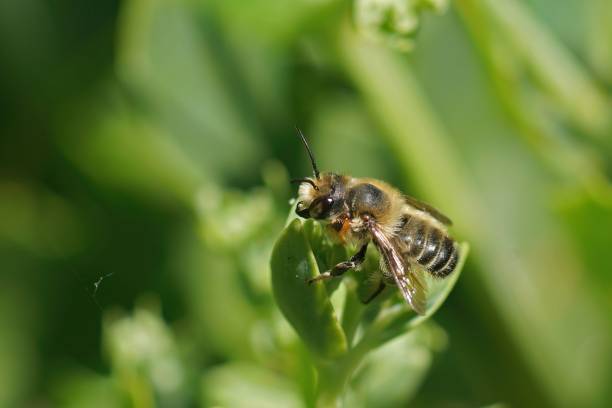 istock Closeup on a male Willughby's leafcutter bee, Megachile willughbiella, sitting on a green leaf 1439776284