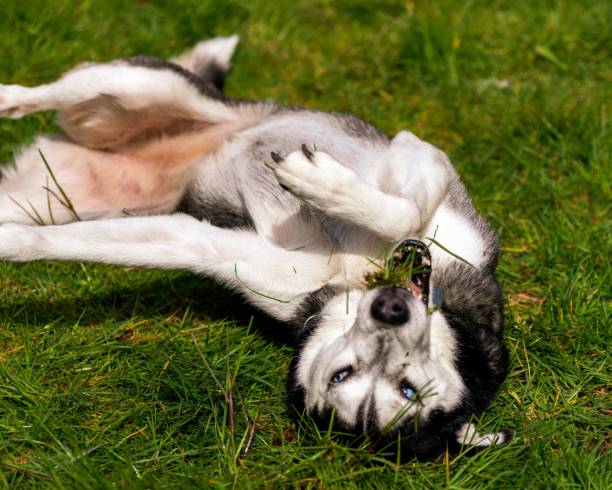 istock Playful young husky dog on a field 1439776472