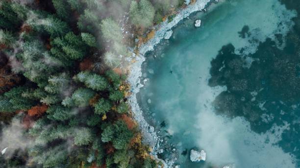 istock Top view of the pine trees by the lake 1439776477
