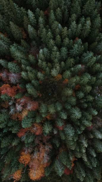 istock Top view of the pine trees in the forest 1439776479