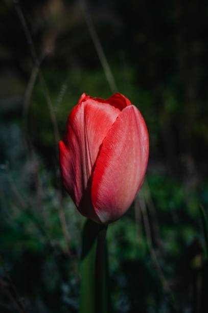 istock Vertical macro shot of a red tulip 1439776853