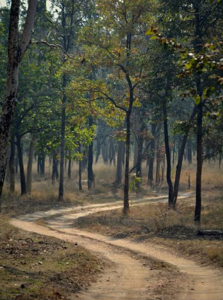 istock Path in a forest on a sunny day 1439776999