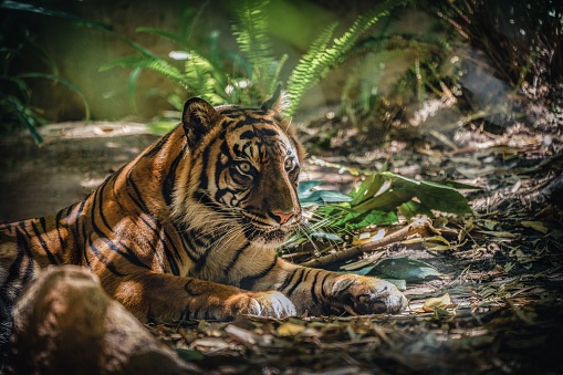 A shallow focus shot of a big Sumatran tiger laying on dry fallen leaves on the ground in the jungle