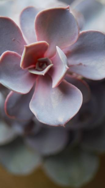 istock Close up of a succulent plant 1439777023