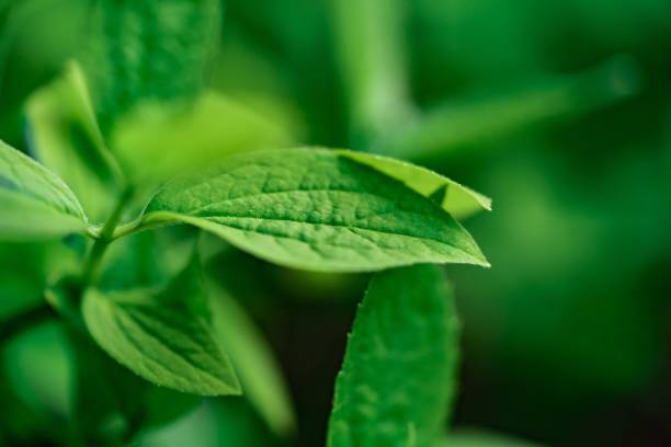 istock Selective focus of Peppermint green leaves 1439777052