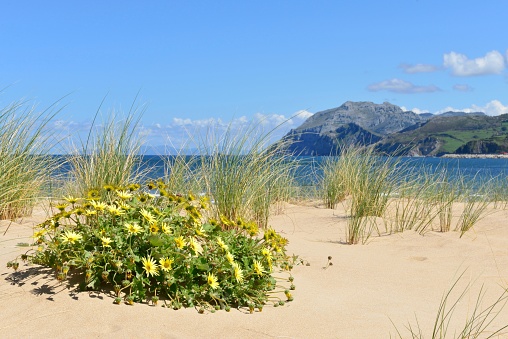 The plants and bushes in the sandy beach during daytime