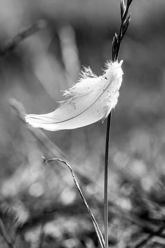 A white feather caught on a plant on a blurred background
