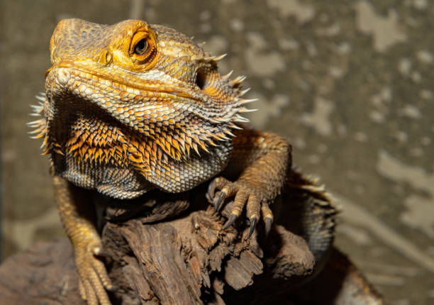 istock Coastal agama. Pogona barbata. The bearded dragon. A bearded lizard. 1439777632
