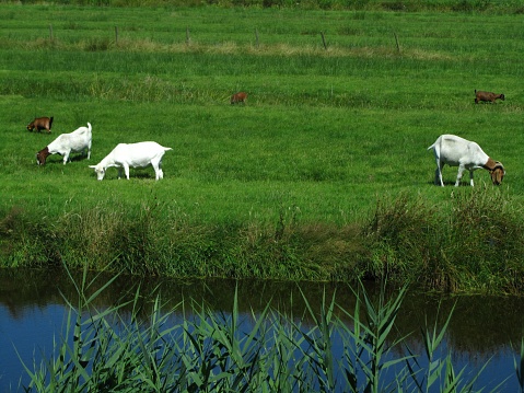 A beautiful view of five farm goats grazing on grass in a field next to a canal in Netherlands