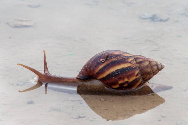 istock Brown pond snail crawling in the water 1439777812