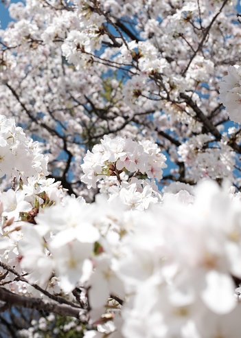 An amazing shot of a beautiful cherry blossom tree