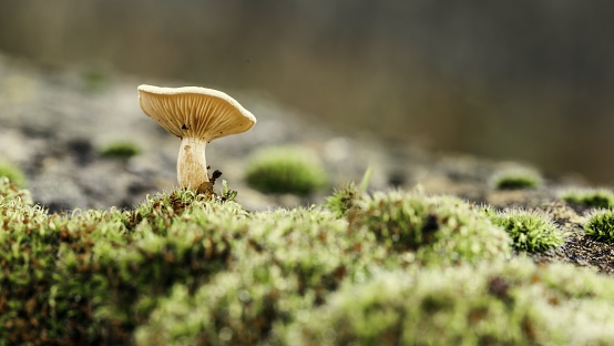 A panoramic closeup shot of a mushroom growing in the forest