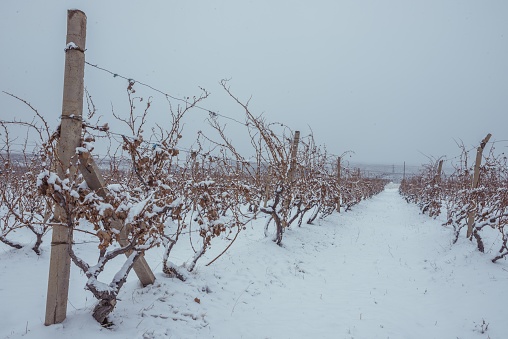 Winter vineyard with snow covered countryside. European winter landscape.