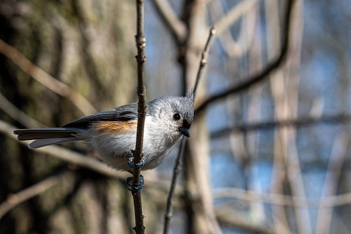 A grey bird sitting on the branch of a tree