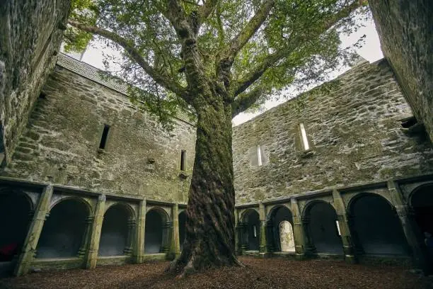 A tree in the yard of the Muckross Abbey under the sunlight in Killarney National Park, Ireland