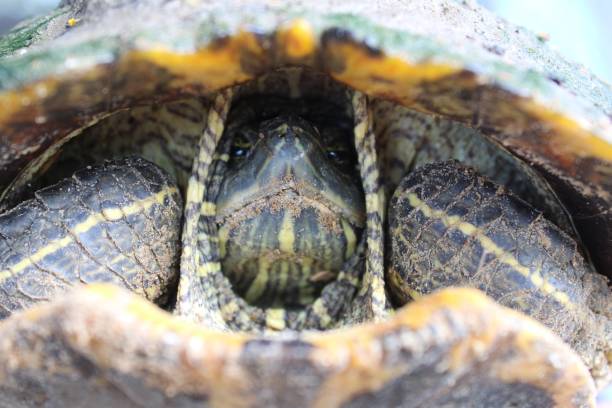 istock Closeup of a turtle hiding its head in the shell 1439778701