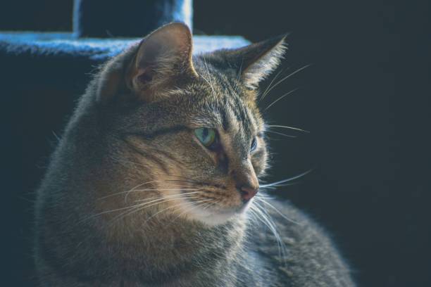 istock Closeup of a cute tabby cat staring at something 1439778829