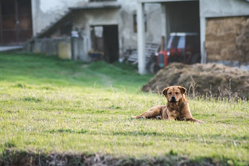 A view of a beautiful brown dog sitting in a garden of a house captured on a sunny day
