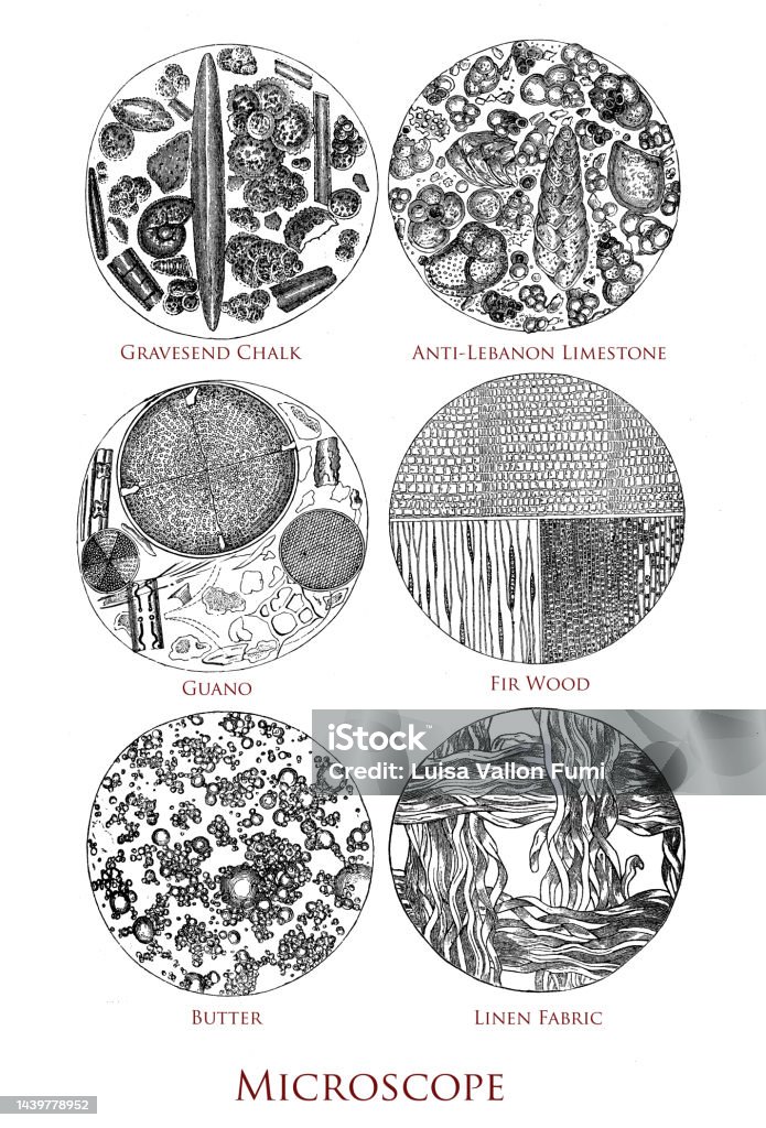 Microscope Specimens Example What Are Specimen Samples at Alfredo Russell blog