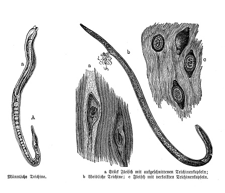 Trichinella spiralis, parasite responsible for the disease trichinosis. known as pork worm due to it being encountered in undercooked pork products, 19th century illustration
