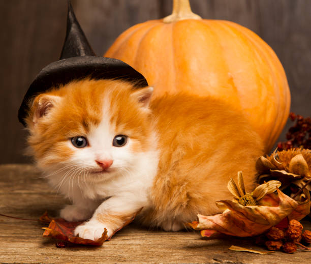 istock halloween pumpkin jack-o-lantern and ginger kitten on black wood background 1439779067