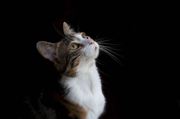 istock Cute cat looking up isolated on a black background 1439779090