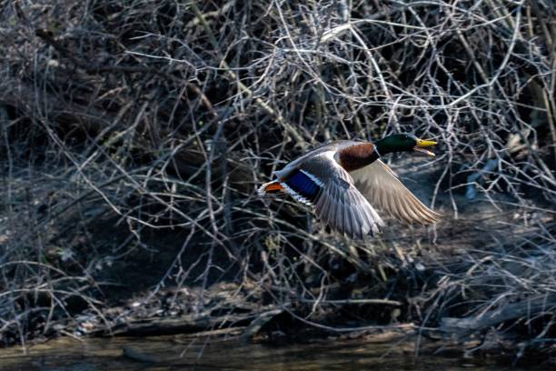 istock Wild duck flying next to the branches of a tree 1439779695
