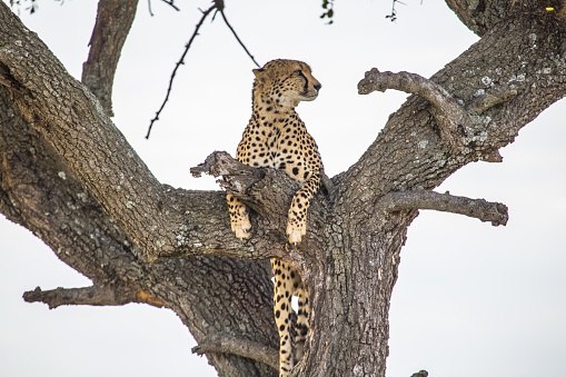 A cheetah resting on a tree in the Masai Mara Safari, Kenya