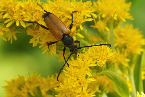 Closeup on a Tawny Longhorn Beetle, Paracorymbia fulva, sitting on a yellow goldenrod flower, Solidago , in the garden