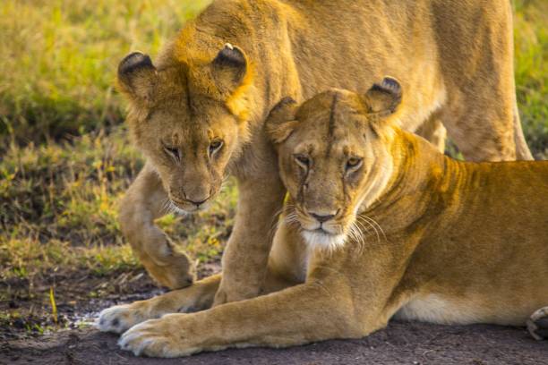 istock Magnificent lionesses on the grass-covered path captured in Masai Mara, Kenya 1439780065
