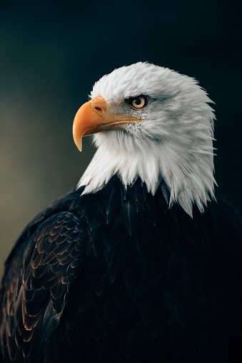 A vertical selective focus shot of a wild bald eagle in the Teutoburg Forest with a dark background