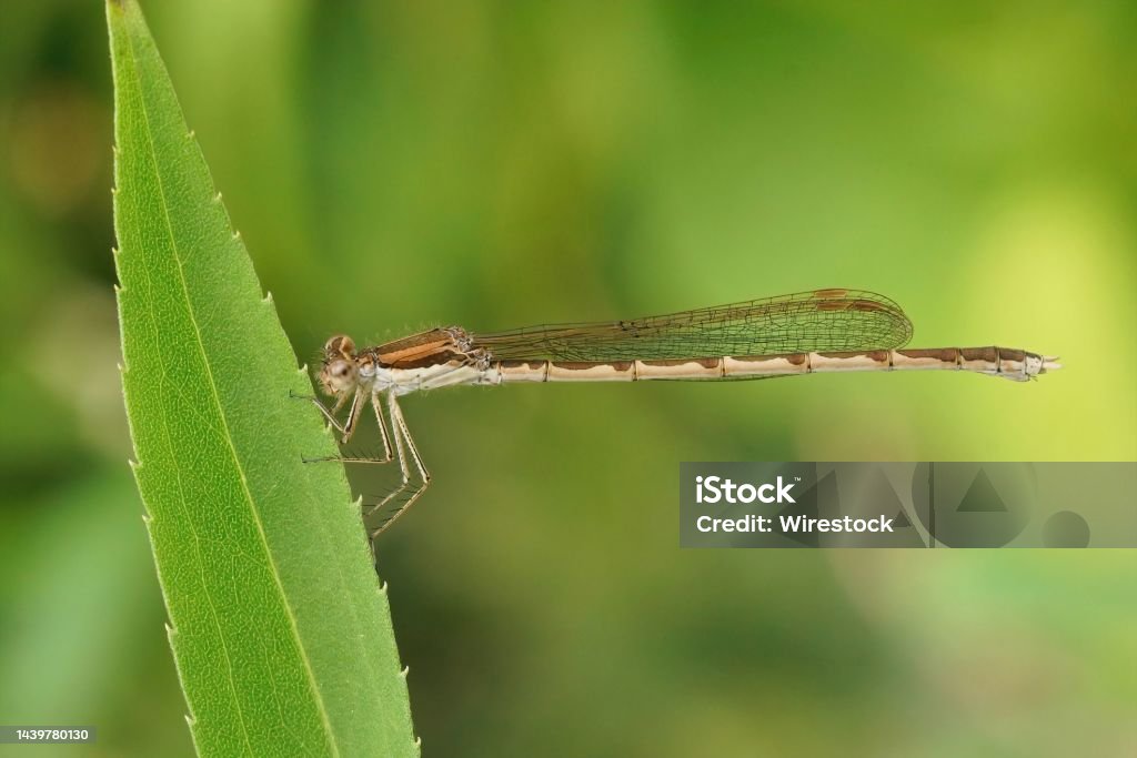 Closeup on a female Common winter damselfly, Sympecma fusca sitting in the vegetation in the garden Detailed closeup on a female Common winter damselfly, Sympecma fusca sitting in the vegetation in the garden Animal Stock Photo